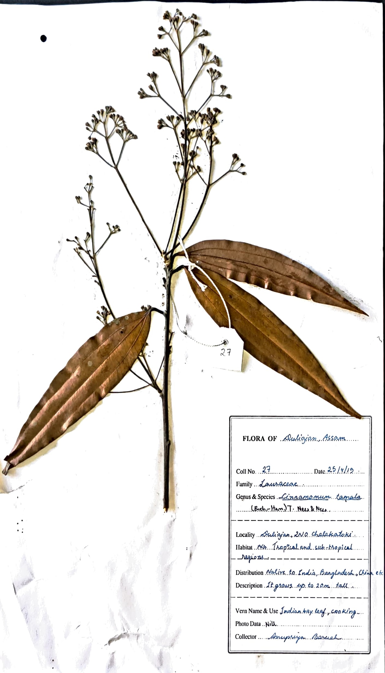 Tejpat (Ass.) (Herbarium)